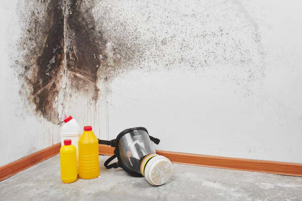 Office Mold Removal Services in Clifton, AZ