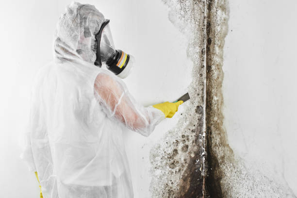 Mold Testing and Removal in Clifton, AZ