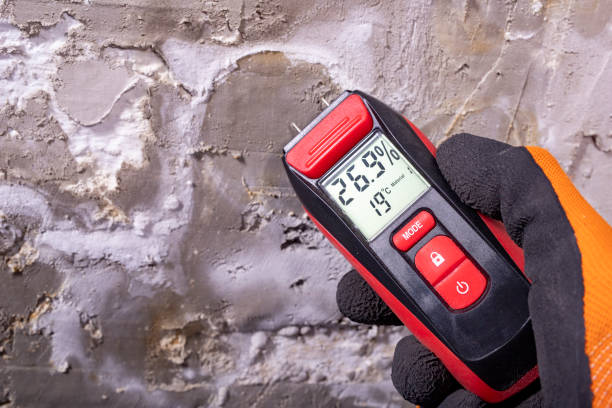 Best Toxic Mold Removal  in Clifton, AZ