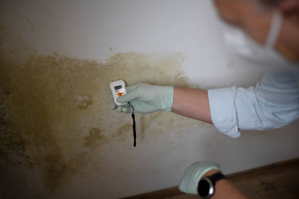 Best Office Mold Removal Services  in Clifton, AZ