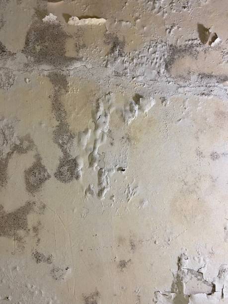 Best Certified Mold Removal  in Clifton, AZ