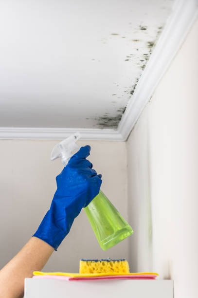 Best Mold Cleaning Services  in Clifton, AZ